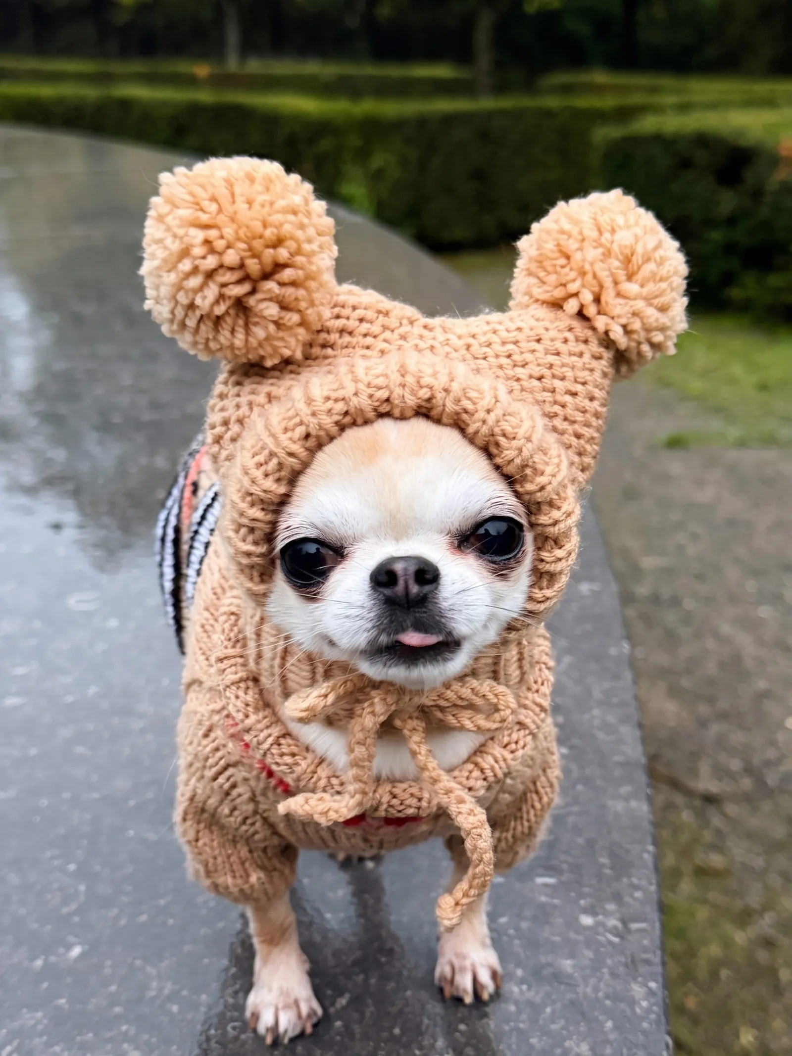 Chihuahua wearing a camel Caperro pom-pom hood on a rainy walk