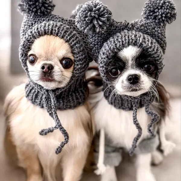 Customer photo: small dog wearing a Caperro hat