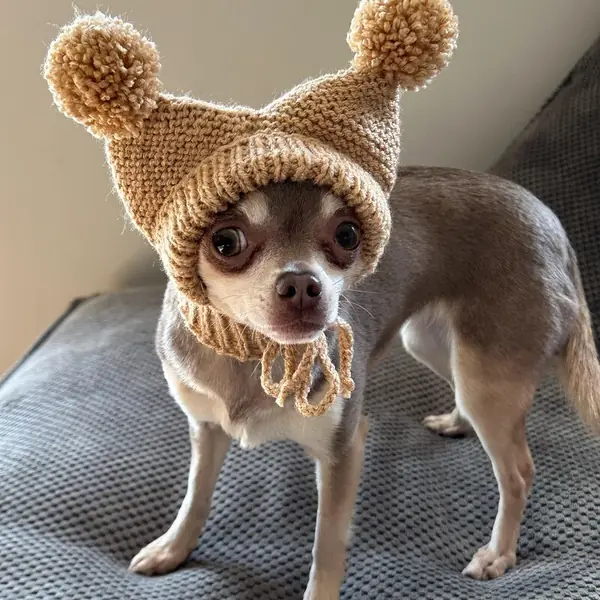 Customer photo: small dog wearing a Caperro hat