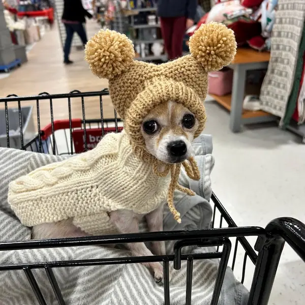 Customer photo: small dog wearing a Caperro hat