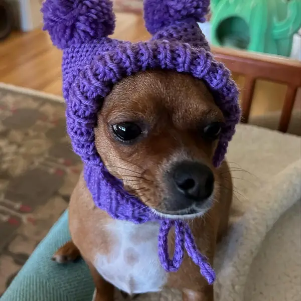 Customer photo: small dog wearing a Caperro hat
