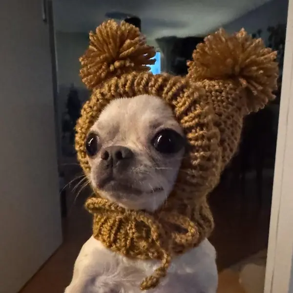 Customer photo: small dog wearing a Caperro hat
