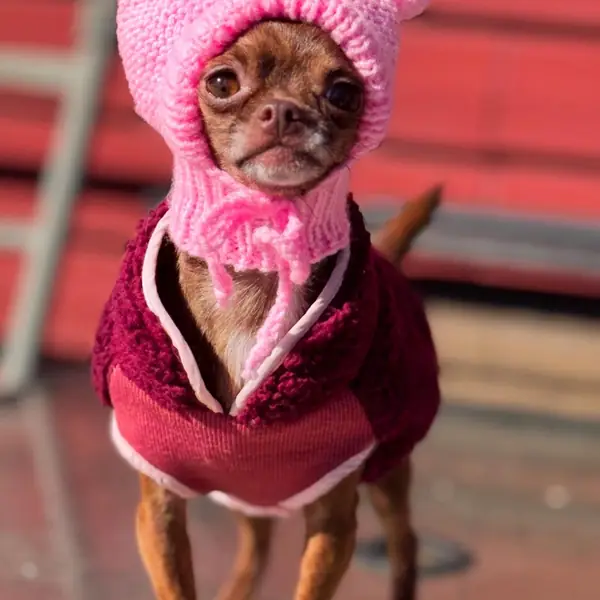 Customer photo: small dog wearing a Caperro hat
