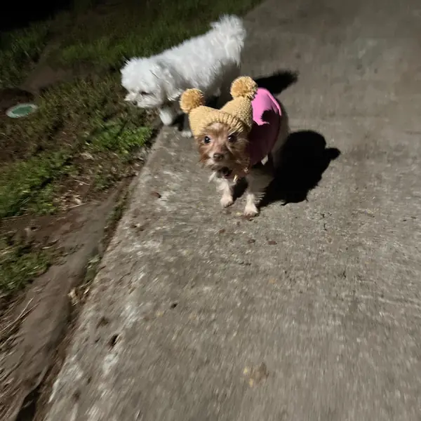Customer photo: small dog wearing a Caperro hat