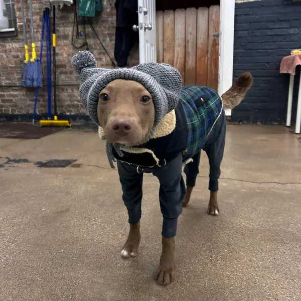 Customer photo: small dog wearing a Caperro hat