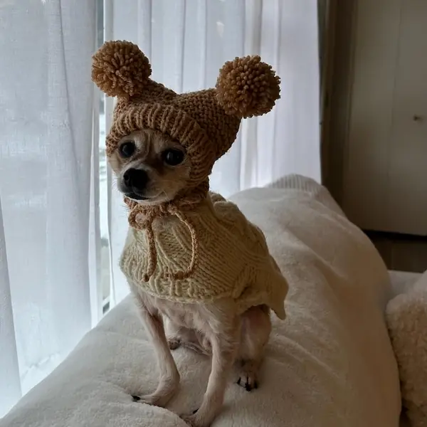 Customer photo: small dog wearing a Caperro hat