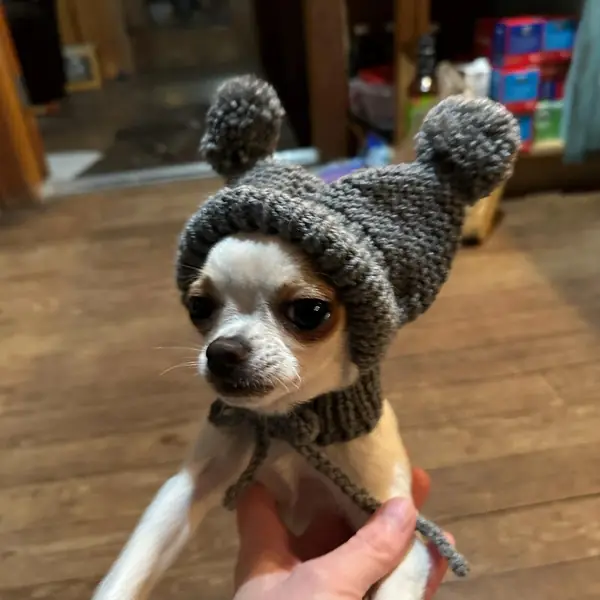 Customer photo: small dog wearing a Caperro hat