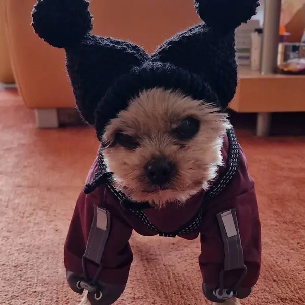 Customer photo: small dog wearing a Caperro hat