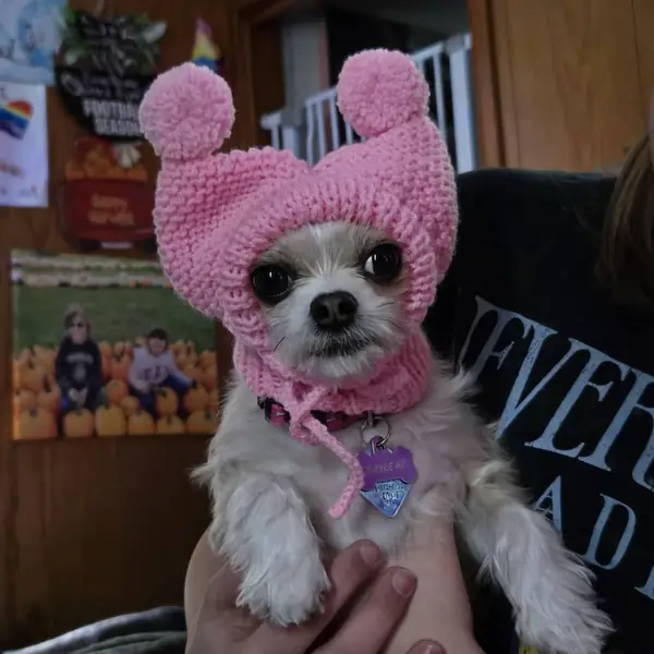Customer photo: small dog wearing a Caperro hat