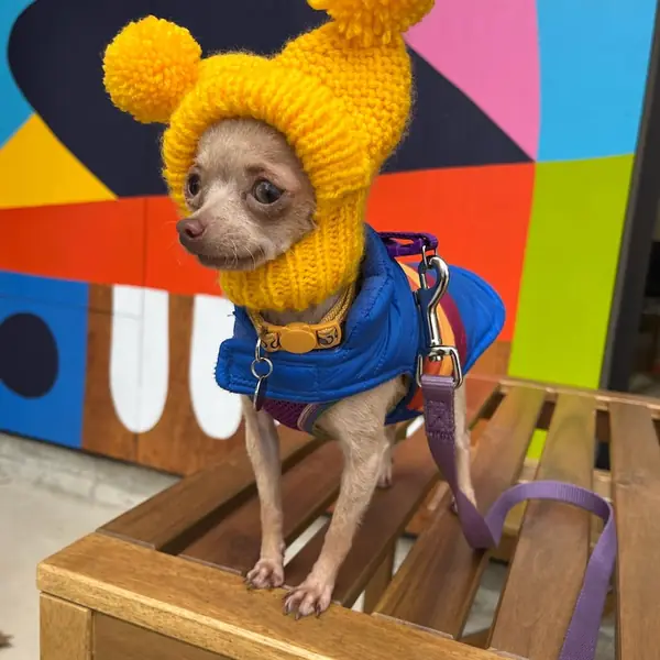 Customer photo: small dog wearing a Caperro hat