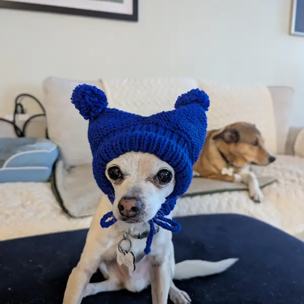 Customer photo: small dog wearing a Caperro hat