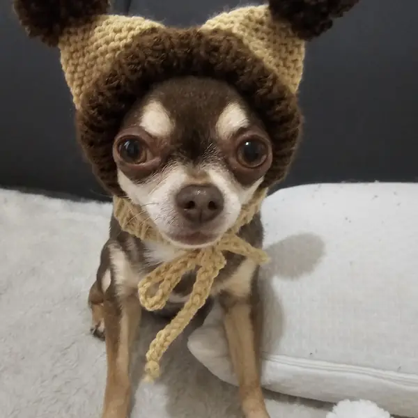 Customer photo: small dog wearing a Caperro hat