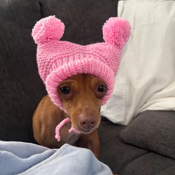 Customer photo: small dog wearing a Caperro hat